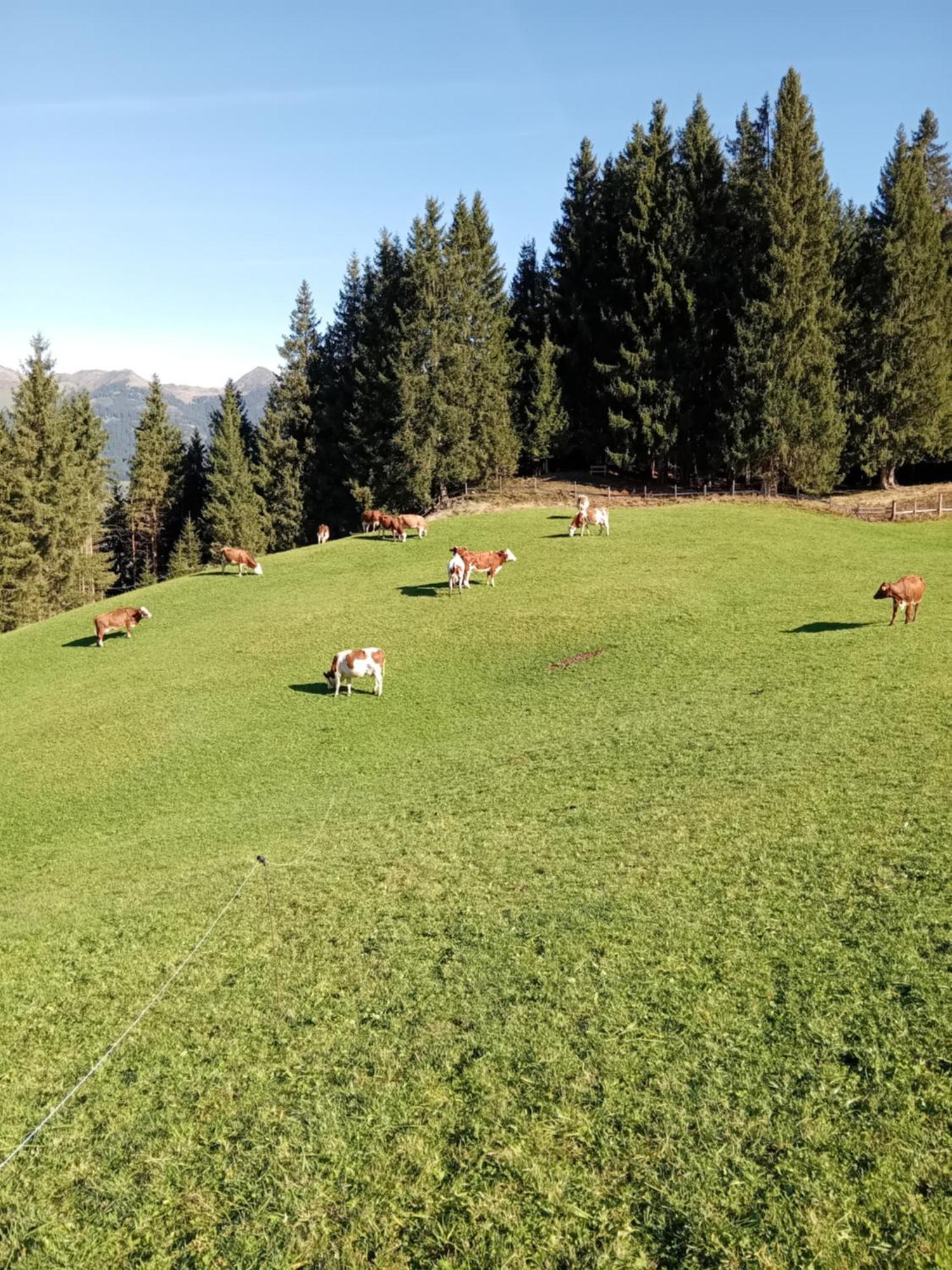 Ferienhaus Hochwimmer Hollersbach im Pinzgau Luaran gambar